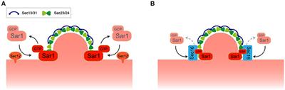 Regulation of ER-Golgi Transport Dynamics by GTPases in Budding Yeast